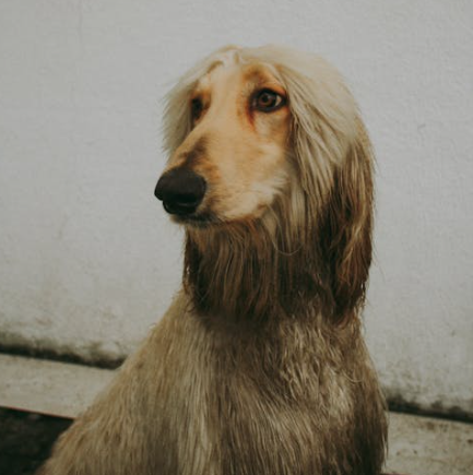 pelaje galgo afgano